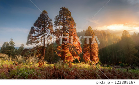 A forest with three trees in the foreground and a mountain in the background A forest with three trees in the foreground and a mountain in the background 122899167