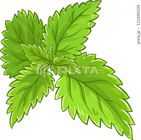 Nettle Branch with Leaves Colored Detailed Illustration 122899209