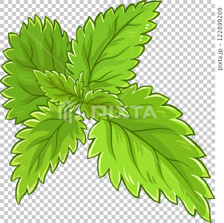 Nettle Branch with Leaves Colored Detailed Illustration 122899209