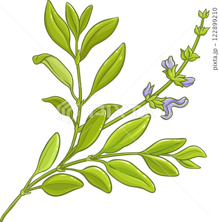 Sage Plant with Flowers and Leaves Colored Detailed Illustration 122899210