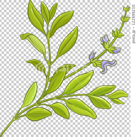 Sage Plant with Flowers and Leaves Colored Detailed Illustration 122899210