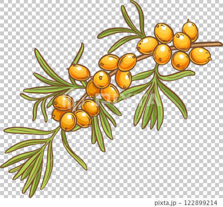 Sea buckthorn Branch with Berries and Leaves Colored Detailed Illustration Sea buckthorn Branch with Berries and Leaves Colored Detailed Illustration 122899214