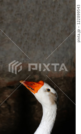 White domestic goose standing against a clean background, captured in a vertical portrait. Funny and expressive farm bird with bright eyes and soft feathers White domestic goose standing against a clean background, captured in a vertical portrait. Funny and expressive farm bird with bright eyes and soft feathers 122899543