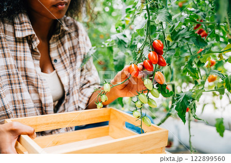 Black woman farmer smiling while harvesting fresh ripe tomatoes in a sunny greenhouse. Handpicking cutting red tomatoes into a basket. Focus on vegetables. Nature's bounty in a farm setting. 122899560