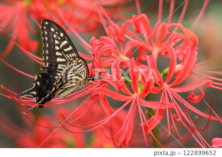 ガーデニング　庭の花、 122899652