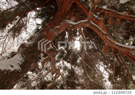 【合浦公園】雪がついた松の木と太陽 122899720