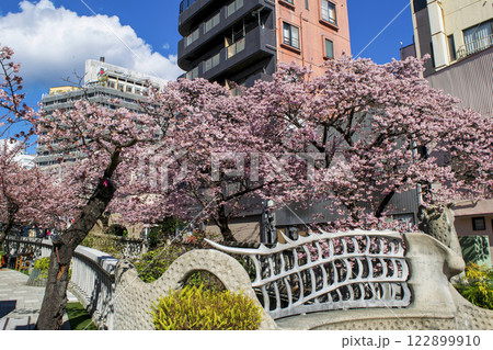 静岡県熱海市　あたみ桜　糸川遊歩道　2月上旬 122899910