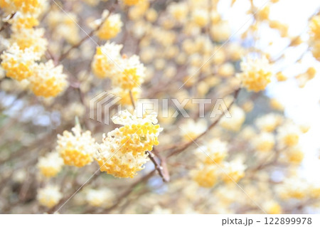 みつまたの花 みつまたの花 122899978