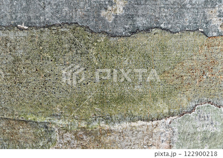 ブナの樹皮に着生する地衣類 ブナの樹皮に着生する地衣類 122900218