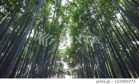 竹林を見上げる 122900773