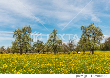 Blooming fruit trees on a meadow of dandelions 122900858