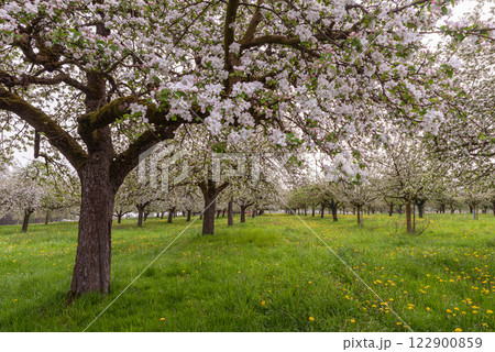 Flowering apple trees on an orchard meadow Flowering apple trees on an orchard meadow 122900859