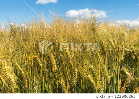 Barley field (Hordeum vulgare) in summer, close-up 122900863