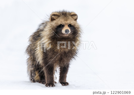 北海道千歳市、雪の上を散歩する高齢のエゾタヌキ【2月】 122901069
