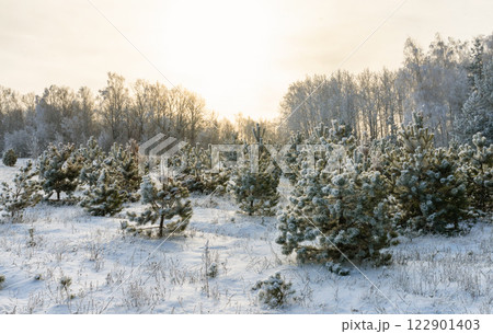 A frosty sunny morning on the outskirts of a winter forest 122901403