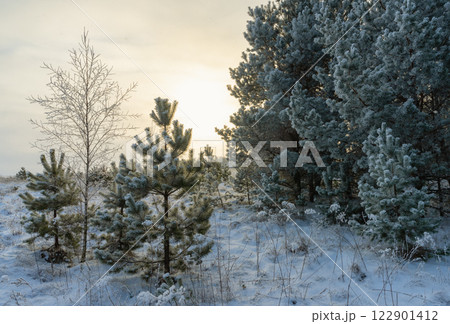 A frosty sunny morning in a pine forest 122901412