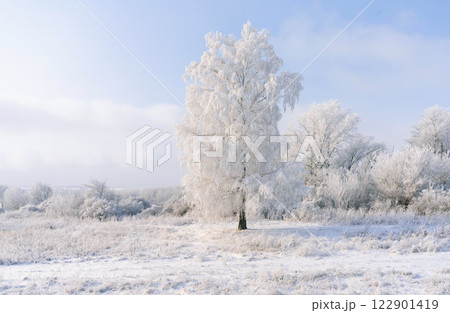 A birch tree covered with a thick layer of frost illuminated by the sun on a frosty winter morning against a blue sky 122901419