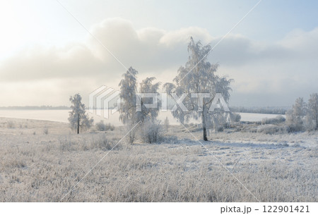 Birch trees covered with a thick layer of frost on a frosty winter morning Birch trees covered with a thick layer of frost on a frosty winter morning 122901421