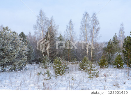 A frosty sunny morning on the outskirts of a winter forest 122901430