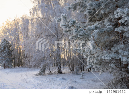 A bright dawn breaks through the snow-covered trees in a winter forest 122901432