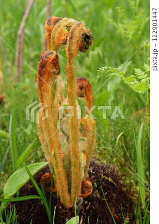 ヤマドリゼンマイ　山野草　春　初夏 122901447