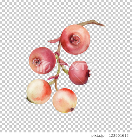 Cranberry lingonberry cluster bunch on branch, watercolor hand drawn, ripe swamp forest berry teaberry bearberry wintergreen. Isolated botanical illustration. Home preserves, stationery, scrapbooking Cranberry lingonberry cluster bunch on branch, watercolor hand drawn, ripe swamp forest berry teaberry bearberry wintergreen. Isolated botanical illustration. Home preserves, stationery, scrapbooking 122901615