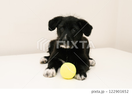 Black Puppy With Yellow Tennis Ball 122901652