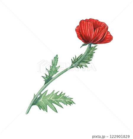 Watercolor red poppy flower isolated on a white background. Illustration of a flowering plant. Botany. Meadow grasses. Suitable for floral designs, vintage prints, postcards, textile patterns. Watercolor red poppy flower isolated on a white background. Illustration of a flowering plant. Botany. Meadow grasses. Suitable for floral designs, vintage prints, postcards, textile patterns. 122901829