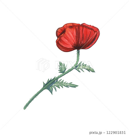 Watercolor red poppy flower isolated on a white background. Illustration of a flowering plant. Botany. Provencal flowers. Meadow grasses. Suitable for floral designs, vintage prints, postcards. 122901831