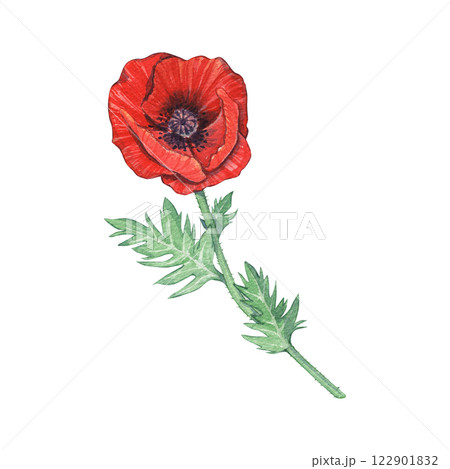 Watercolor red poppy flower isolated on a white background. Illustration of a flowering plant. Botany. Provencal flowers. Meadow grasses. Suitable for floral designs, vintage prints, postcards. Watercolor red poppy flower isolated on a white background. Illustration of a flowering plant. Botany. Provencal flowers. Meadow grasses. Suitable for floral designs, vintage prints, postcards. 122901832