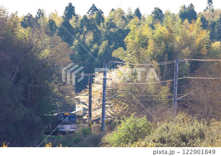 山桜とE217系 122901849