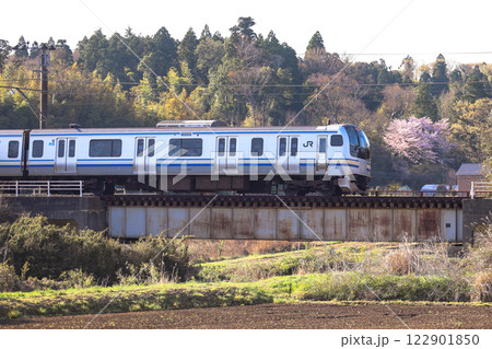 山桜とE217系 122901850