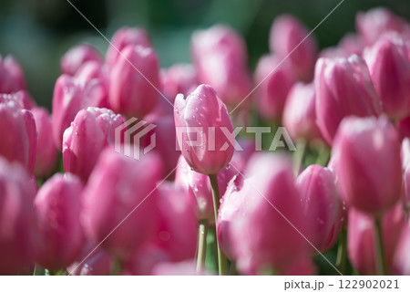 Pink tulips blooming at ornamental garden in spring time, Flower background 122902021