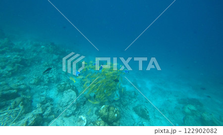 School of colorful fish swimming over a coral reef School of colorful fish swimming over a coral reef 122902082