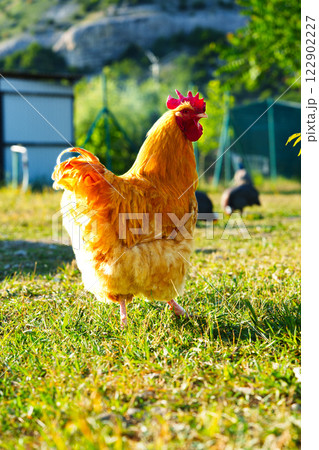 Bright orange chicken walks across grassy field under clear blue sky in rural setting Bright orange chicken walks across grassy field under clear blue sky in rural setting 122902227