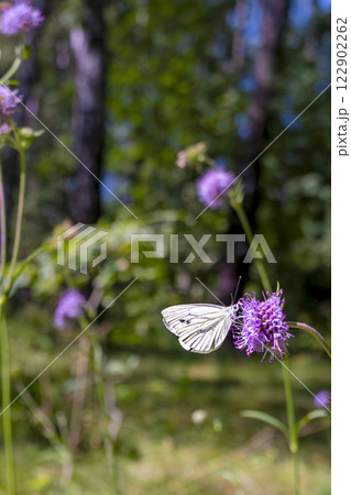 White butterfly on purple flowers in the woods. Copy space, place for text. Close-up White butterfly on purple flowers in the woods. Copy space, place for text. Close-up 122902262