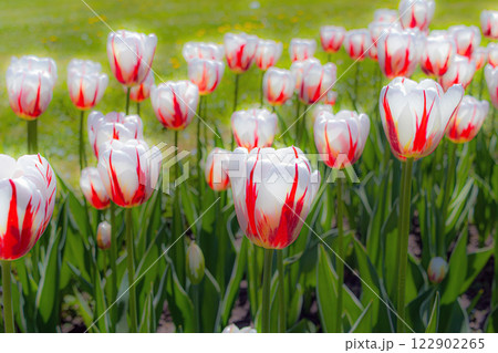 Glowing white with red streaks tulips in flowerbed Glowing white with red streaks tulips in flowerbed 122902265