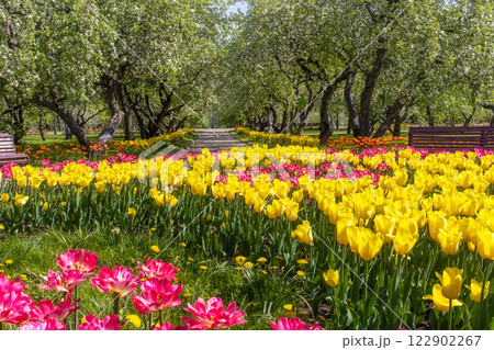 Flowerbed with colorful tulips in park 122902267