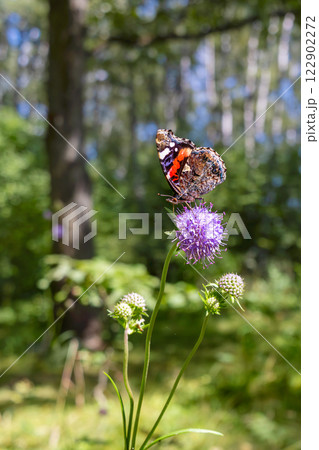 Beautiful butterfly on purple flowers on background of trees in forest 122902272