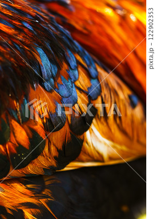 Stunning close-up view of vibrant feathers showcasing intricate patterns and colors in a natural setting 122902353
