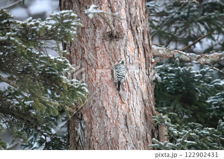 冬 北海道の野鳥 松の幹でエサを探す コゲラ 冬 北海道の野鳥 松の幹でエサを探す コゲラ 122902431