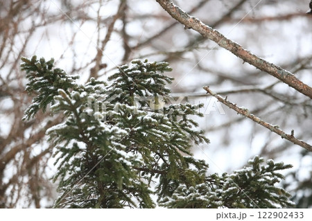 冬　北海道の野鳥　松の枝に止まる　キクイタダキ 122902433