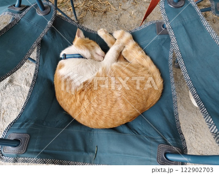 Orange tabby cat sleep on chair. Orange tabby cat sleep on chair. 122902703
