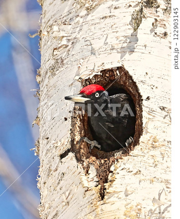 クマゲラ クマゲラ 122903145