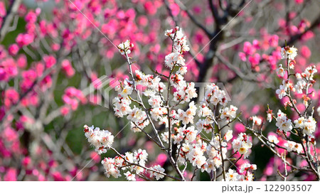 平芝梅林公園の白い梅の花 122903507
