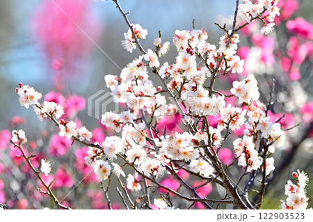 平芝梅林公園の白い梅の花 平芝梅林公園の白い梅の花 122903523