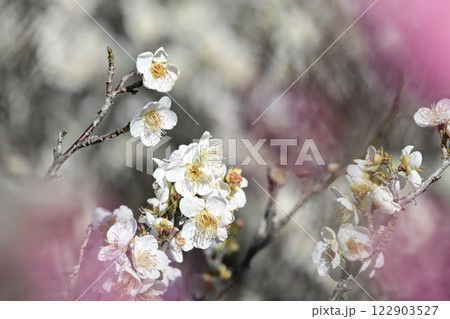 平芝梅林公園の白い梅の花 122903527
