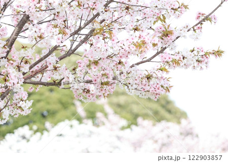 白とピンクが同時に咲く半兵衛白紅桜という桜の品種 白とピンクが同時に咲く半兵衛白紅桜という桜の品種 122903857