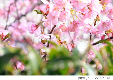 ミツバチと河津桜 2 ミツバチと河津桜 2 122903858