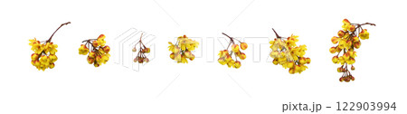 Set of yellow flowers of berberis thunbergii isolated Set of yellow flowers of berberis thunbergii isolated 122903994